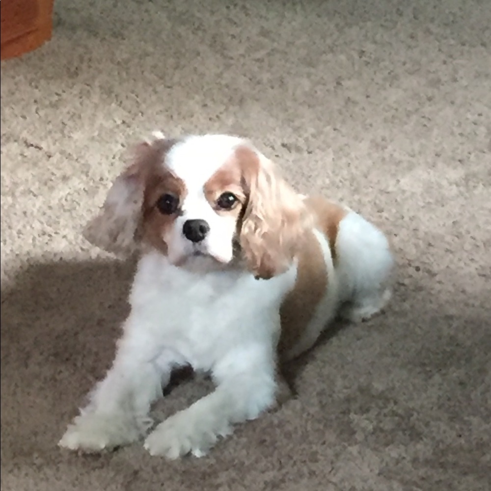 Meet your Posher, Molly